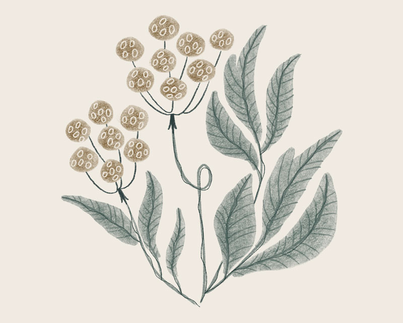 Lovage, a green herb with small flowers.